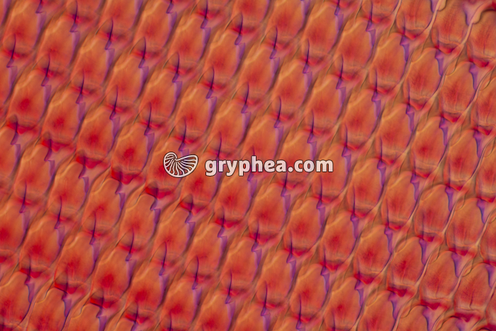 Radula d'Escargot x100 - gryphea.org